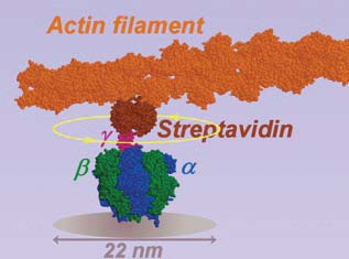 Bakteriális flagellum motor 2