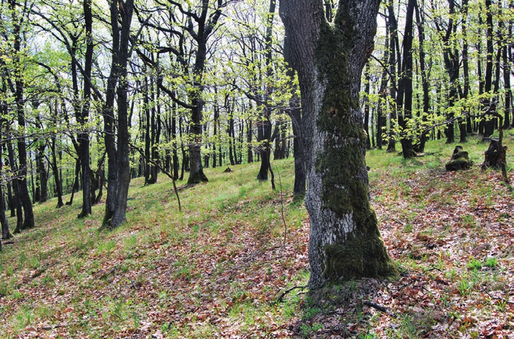 12 Bölöni János (szerk.): Tanulmányok a félszáraz tölgyesek ökológiai viszonyairól 1. táblázat.