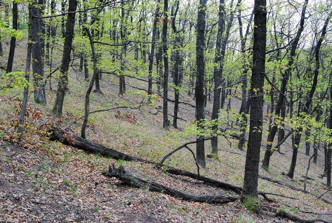 fafaj álló holtfa (m 3 /ha) fekvő holtfa (m 3 /ha) összes holtfa (m 3 /ha) Üde elegyes tölgyesek Franciaország 1a 10,3 1,6 11,9 Írország Anglia Lengyelország Magyarország élőfa készlet (m 3 /ha) 1b