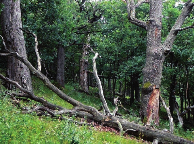 Az USA félszáraz tölgyes ősredő jellegű (old-growth) állományaiban 30 130 db/ha álló holtfát találni (McComb & Muller 1983, Rosenberg et al. 1988, Goebel & Hix 1996, Shifley et al.