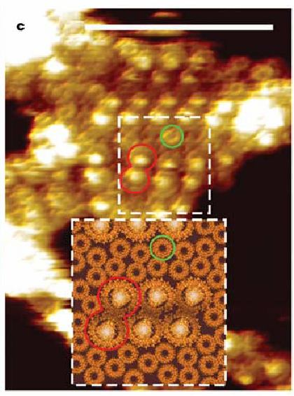 Model Cogdell s structure AFM image of the