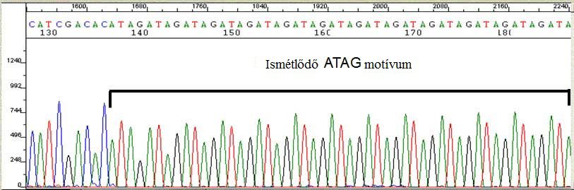 A DNS alapú markerek a genom bizonyos szakaszainak bázispárban mérhető méretkülönbségei által, vagy szekvenciákban megtalálható különbségek révén biztosít azonosítást.