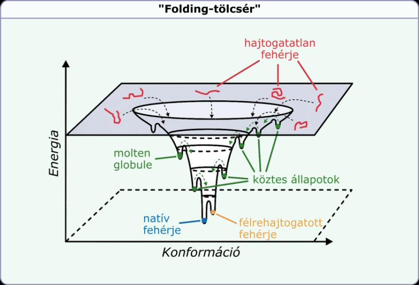 1. ábra: A fehérje folding teoretikus energiatérképe [3] A transzláció során szintetizált fehérjeláncok jelentős része további reakciók tárgya lesz, hogy elnyerje biológiailag aktív formáját.