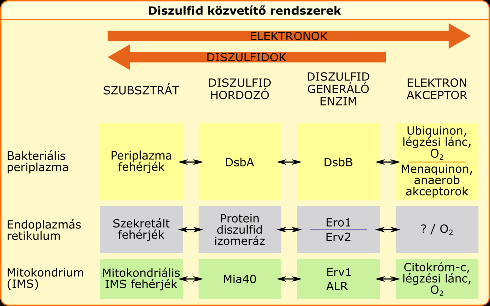 A, Az in vivo fehérje szintézis és folding folyamatok környezete.