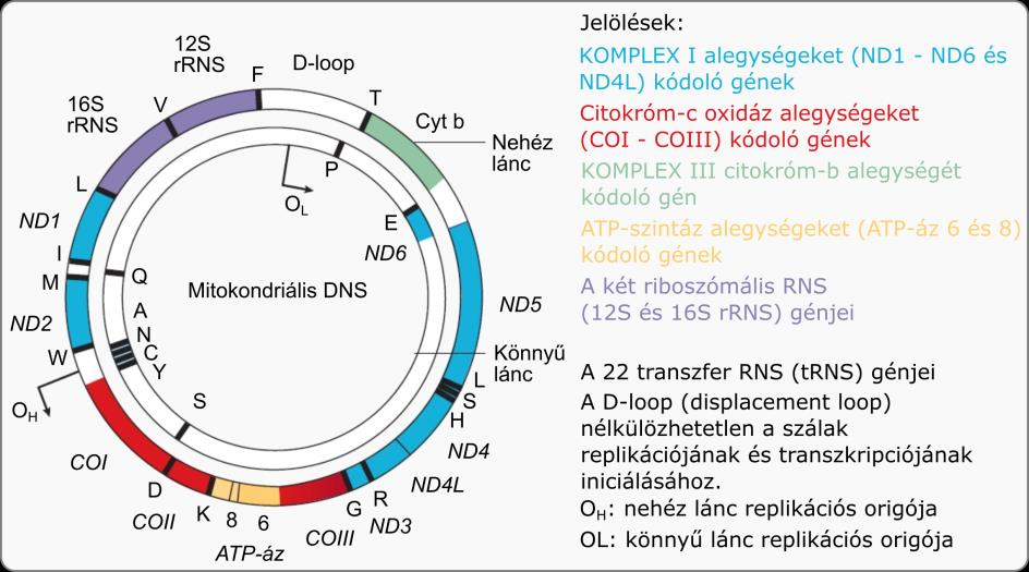 2.1.3.3 A mitokondriális DNS szerepe a sejtben A sejten belül - a növényi sejtek kloroplasztiszait leszámítva - egyedül a mitokondriumok tartalmaznak extra-kromoszómális DNS szálakat.