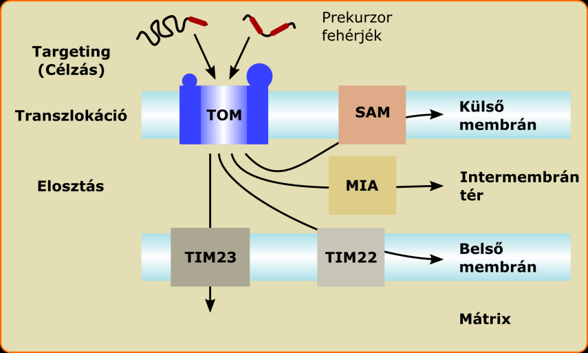 7. ábra: A fehérjék mitokondriális importja és elosztása a szubmitokondriális kompartmentek között [27] A mátrixba célzott prekurzor fehérjék egy α-hélix szerkezetű, amfipatikus jellegű