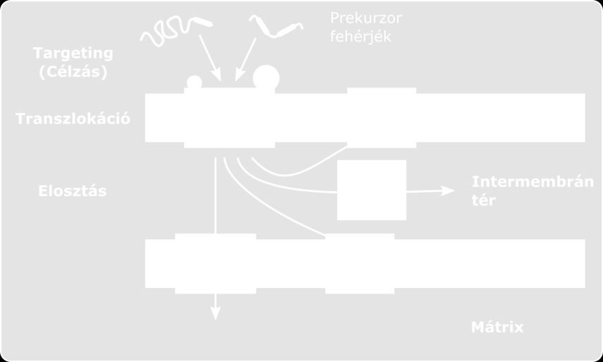 A fehérjék ezen csoportja a TIM23 (Translocase of the Inner Membrane) csatornákon keresztül jut át a belső membránon a mátrixba [48].