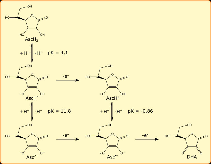 2.2 A dehidroaszkorbinsav, mint a mitokondriális oxidatív folding potenciális elektron akceptora 2.2.1 Az aszkorbinsav fiziológiás jelentősége Az aszkorbinsav (köznapi nevén C-vitamin) szerkezetét tekintve egy hatszénatomos cukorszármazék, a 2-dezoxi-2-keto-L-gulonsav γ-laktonja.