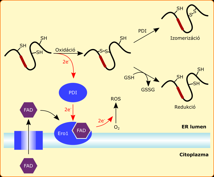 10. ábra: Oxidatív fehérje folding az endoplazmás retikulumban [128] Viszonylag korán felismerték, hogy az oxidatív folding elektron akceptor dependens, in vivo katalizált folyamat, azonban a