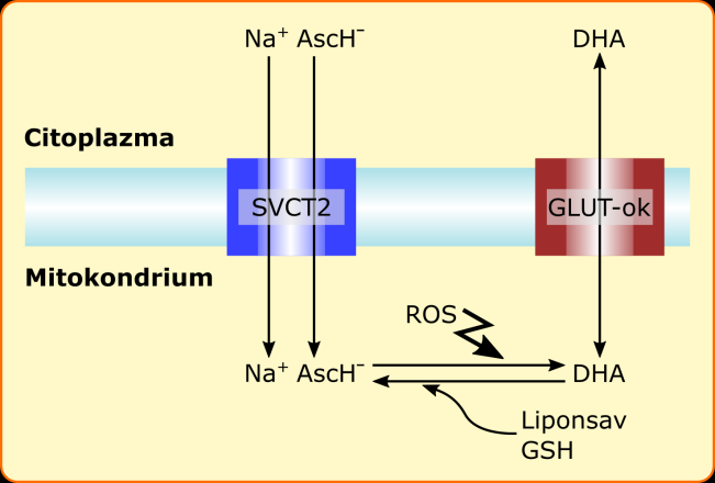 13. ábra: A C-vitamin mitokondriális transzportja [149]. Mind SCVT-, mind GLUT-dependens mitokondriális trnaszport folyamatokról beszámoltak már.