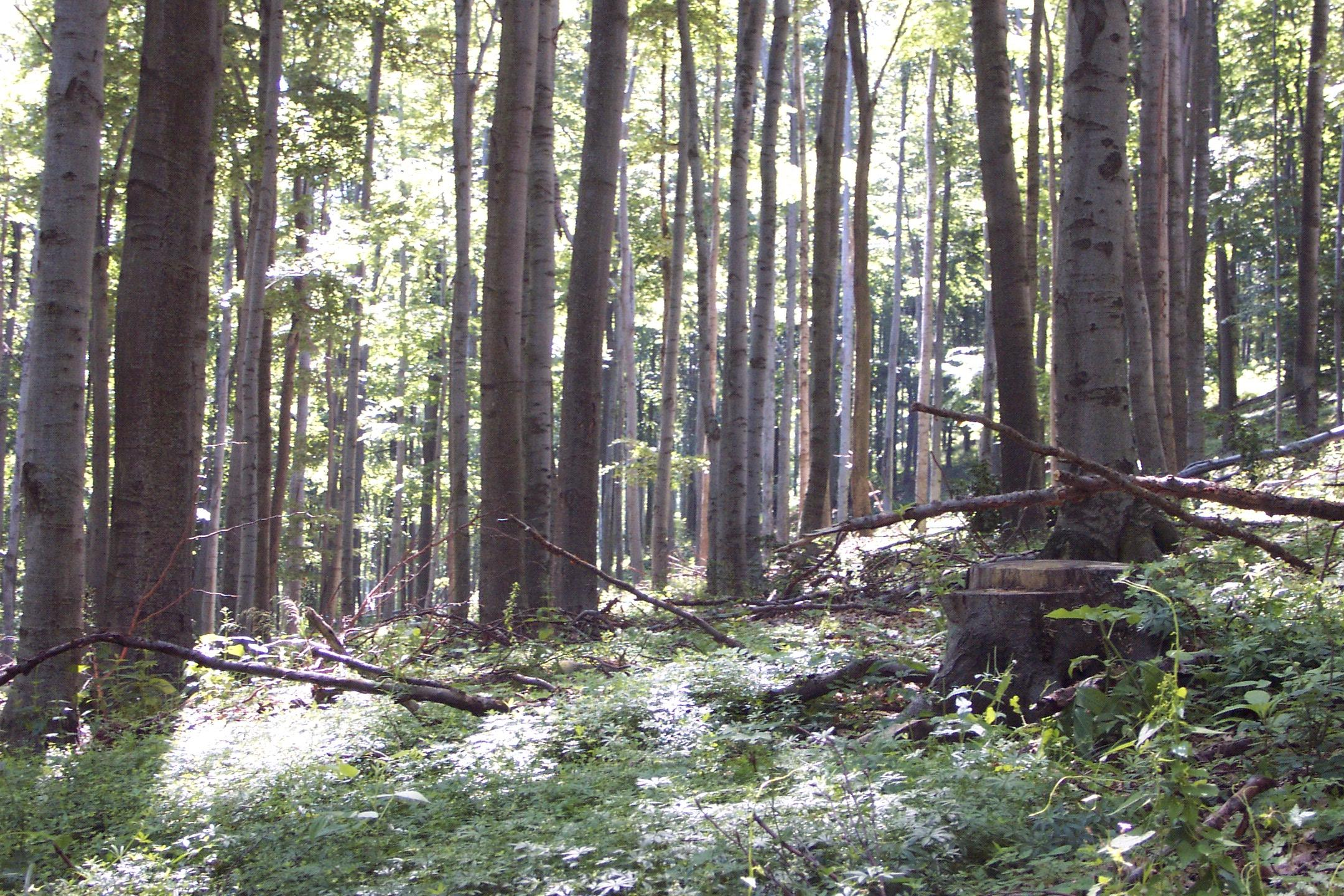 Mérőhelyek Királyrét, 86 éves kezelt bükkös Magasság: 540-610 m.