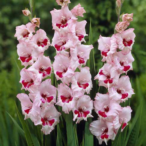 Gladiolus