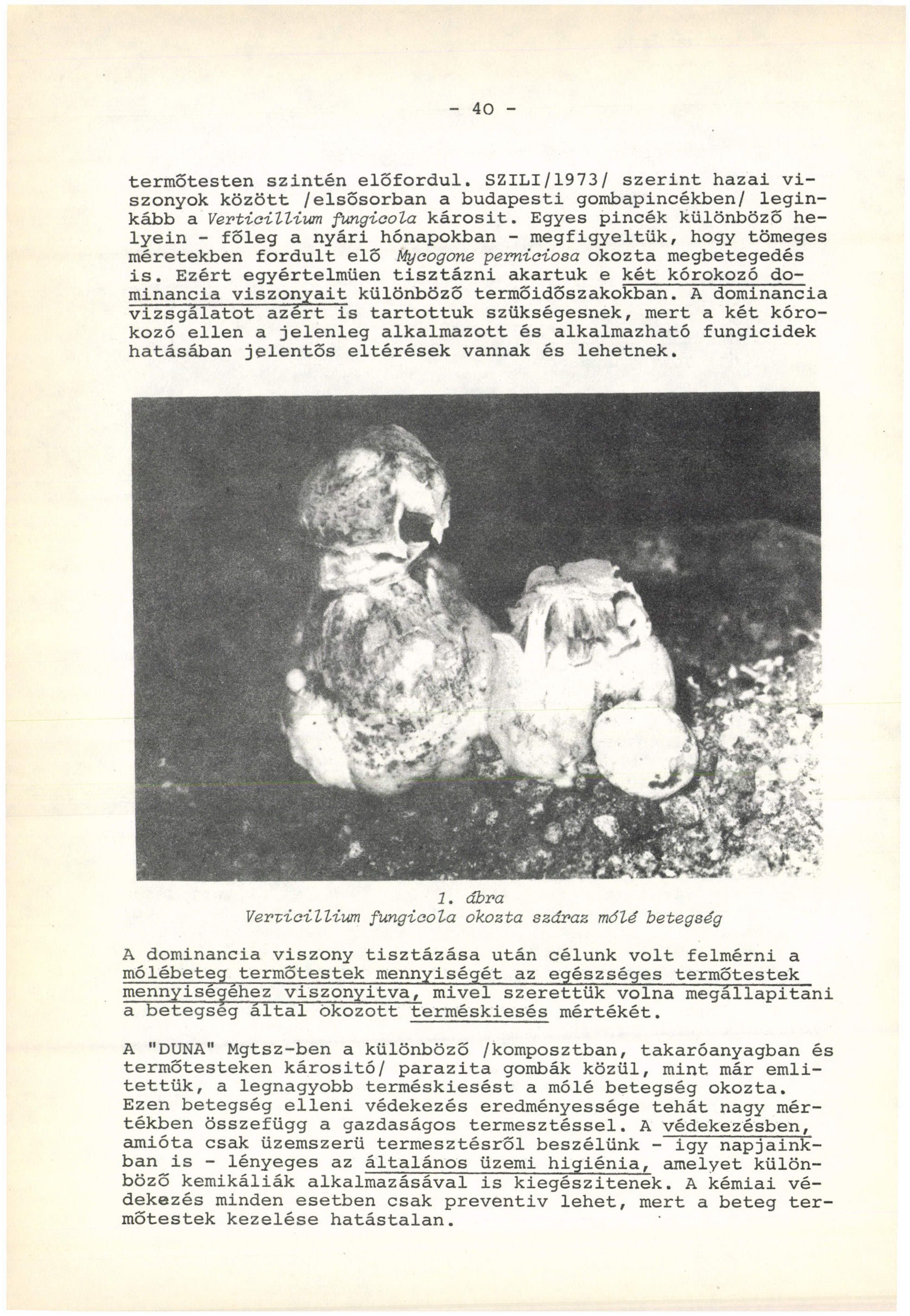 - 40 - termőtesten szintén előfordul. SZILI/1973/ szerint hazai viszonyok között /elsősorban a budapesti gombapincékben/ leginkább a Vertioilliuni fungioola károsit.