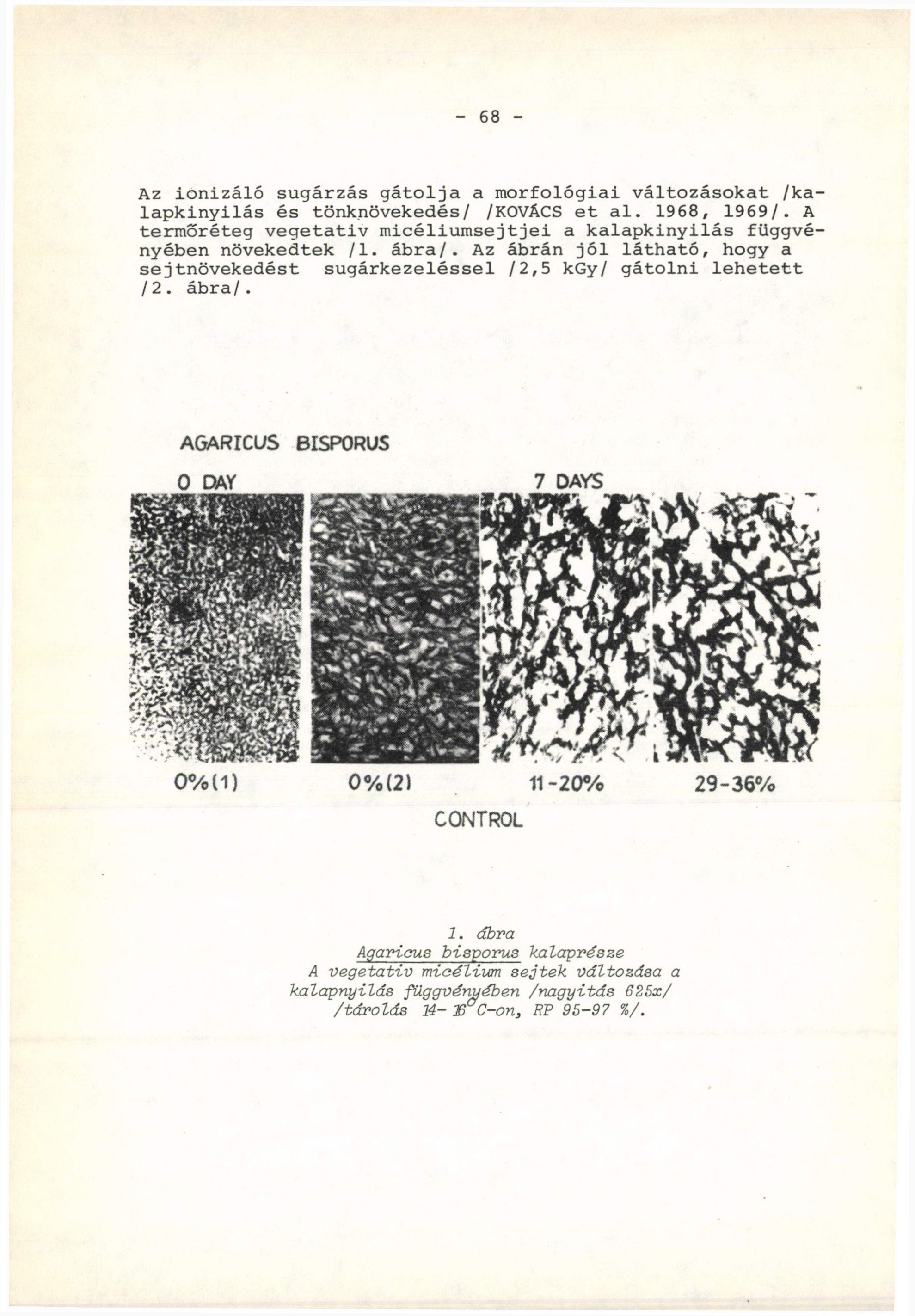 - 68 - Az ionizáló sugárzás gátolja a morfológiai változásokat /kalapkinyilás és tönknövekedés/ /KOVÁCS et al. 1968, 1969/.