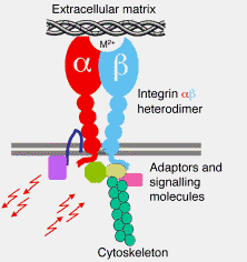 verzikánszerű proteoglikánok: gliális hialuronsav-asszociált protein GHAP, BHN (brainspecific hyaluronectin), hialektánok (Bighami és Dahl 1986, 1988, Bignami és mtsai 1989, 1992)