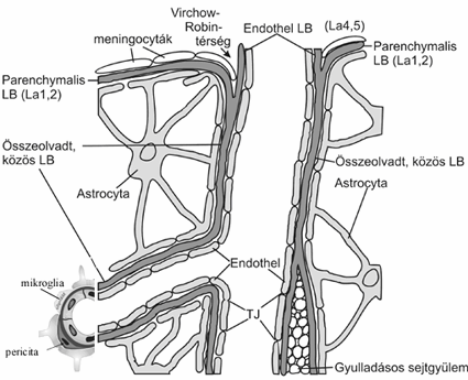 8. ábra. A vér-agy gát felépítése sematikus rajzokon. Az agyi ereket teljes hosszukban körbeveszik az asztrocita végtalpak.