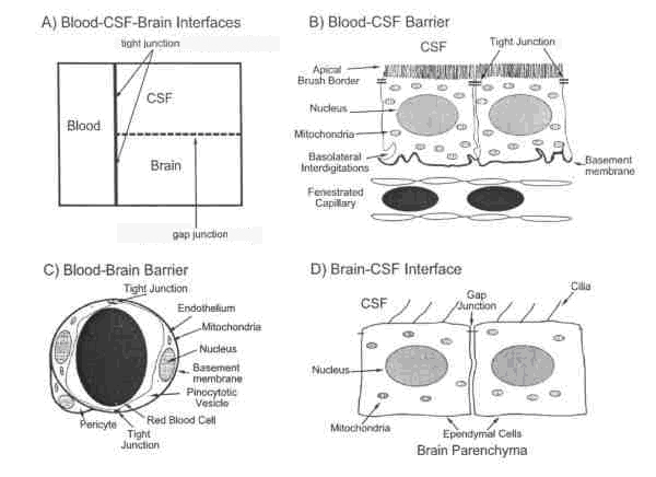 . 9. ábra. A vér-liquor-agy közti határolóterületek sematikus rajzai. A vér és az agy ill.