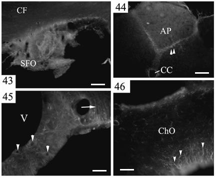 43-46. ábrák: A cirkulventrikuláris szervek jelölődése 5f3-al 43. ábra: A szubfornikális szerv (SFO). CF: commissura fornicis..skála: 200 μm. 44.