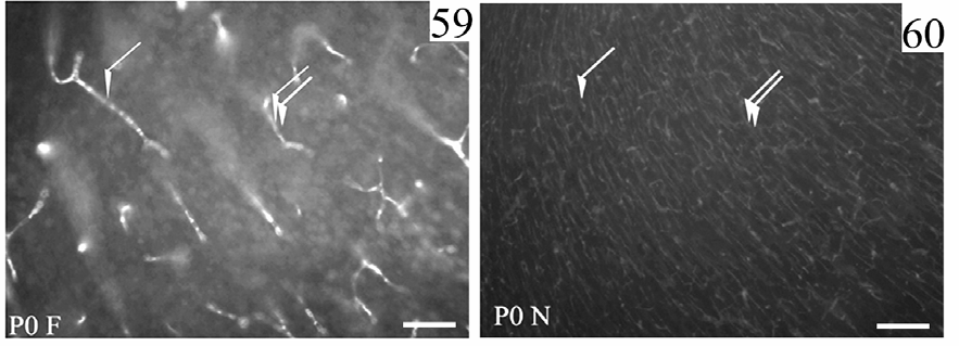 ábra: Újszülött korban (P0) az erek a cortex teljes területén jelölődnek, mind a laminin (L), mind a disztroglikán (D), valamint a