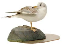 Dankasirály (Larus