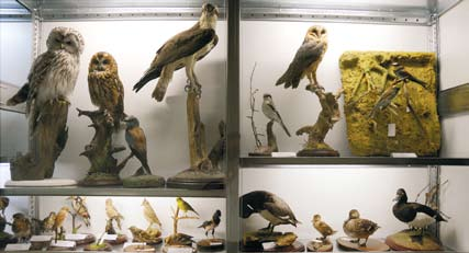 100 ÉVES A MÚZEUM Nagy Lóránt munkái madarak, kisemlősök, halak, hüllők, kétéltűek és egyéb kiállítási anyag preparálása, a gerinces gyűjtemény kezelése,