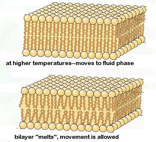 A membrán fázisállapotai gélszerű állapot alacsony hőmérséklet T<T m, gélszerű állapot a zsírsavláncok szorosabb pakolódása, korlátozott molekuláris mozgások és diffúzió magasabb hőmérséklet fluid (