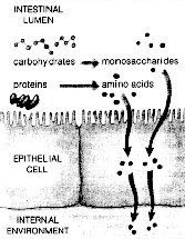 FELSZÍVÓDÁS A VÉKONYBÉLBŐL A tápanyagok monomerekké hidrolizálnak és csak ezek (aminosavak, monoszacharidok, nukleotidok) szívódnak föl.
