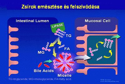 FELSZÍVÓDÁS A VÉKONYBÉLBŐL 2.