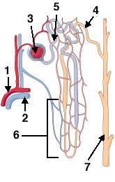 MIKROANATÓMIA: NEPHRON A nefron a vese szerkezeti és funkcionális egysége (kb.