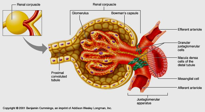 GLOMERULUS,