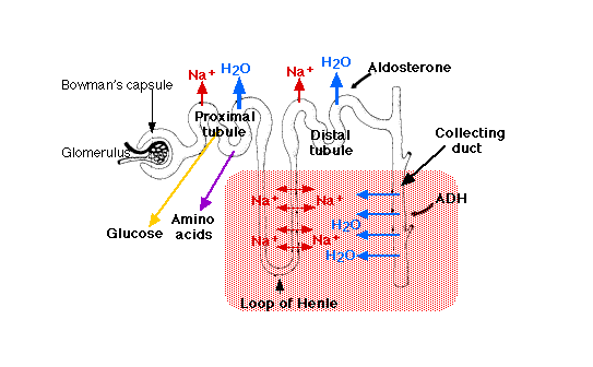 REABSZORPCIÓ 2.