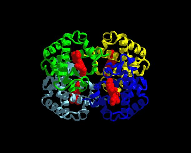 HEMOGLOBIN Reverzibilis oxigénkötésre képes szállító fehérje.