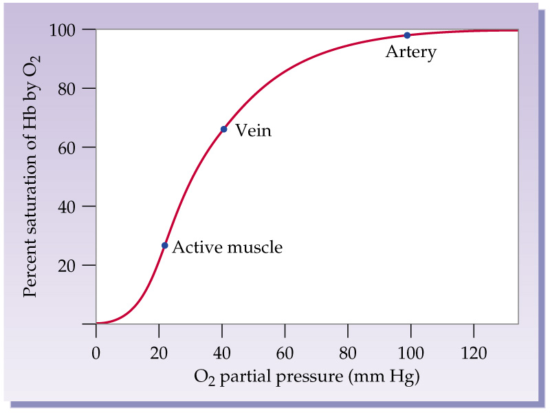 OXIGÉNSZÁLLÍTÁS A hemoglobin oxigénkötő képessége