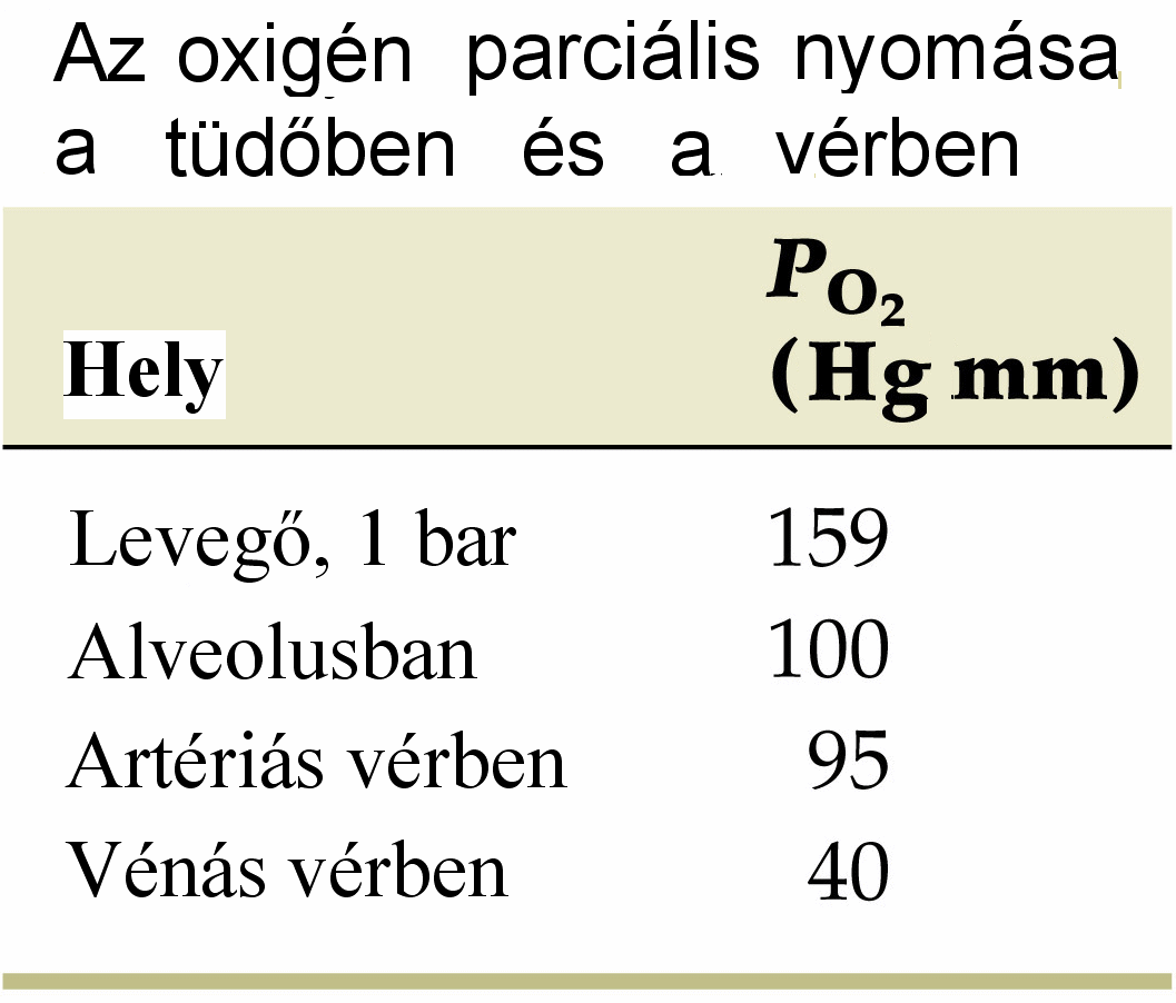 Tüdő: parciális nyomáskülönbség vérbe diffundál.