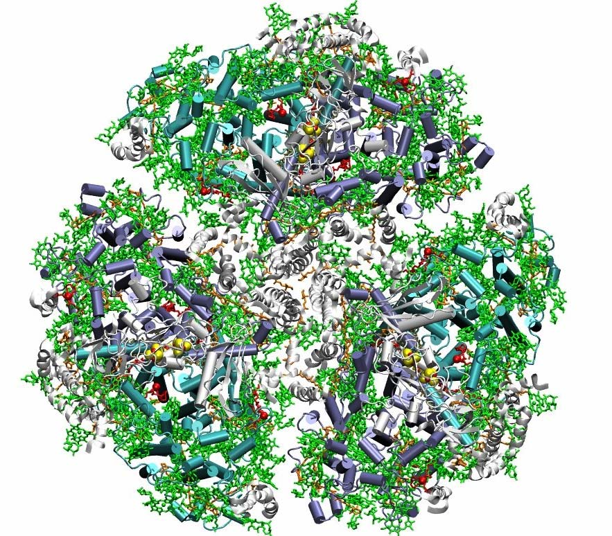 8. ábra. Thermosynechococcus elongatus cianobaktériumból kristályosított PSI trimer szerkezete (Grotjohann és Fromme által rendelkezésünkre bocsátott modell). 2.2.2.1.