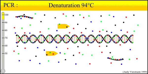 Denatruáció 60 o C Egy Ciklus 60 o C