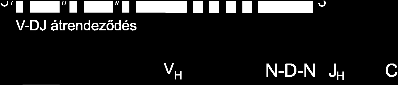 véletlenszerűen beépített addicionális nukleotidok