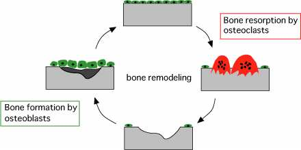 A csont átépülés (remodeling) folyamata egészséges
