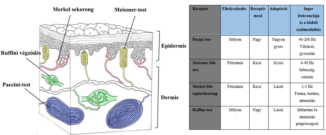 1. táblázat. A bőr mechanoreceptorainak tulajdonságai. 3. ábra. Főemlős ujjbegy bőrének keresztmetszete (balra; Talbot nyomán, 1968).