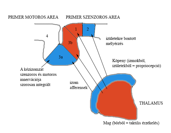 motoros működés összehangolása, a különböző szomatikus sensoros modalitások integrálása).
