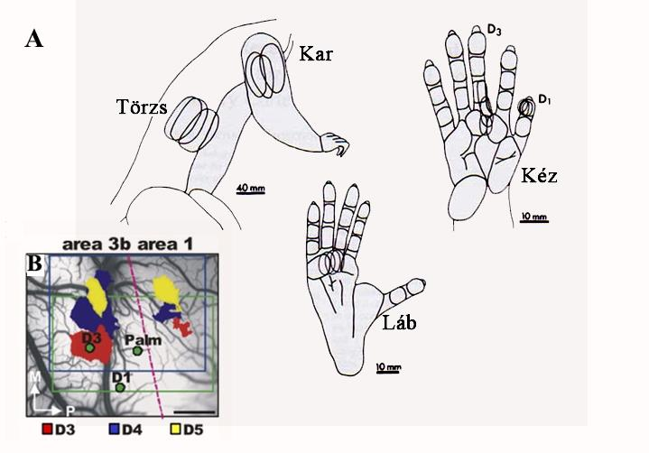 6. ábra Jellemző receptívmező-méretek a test különböző részein és az ujjak reprezentációja a két vizsgált áreában. A: A kézen, a karon, a törzsön és a lábfejen (Sur és mtsai nyomán, 1980).