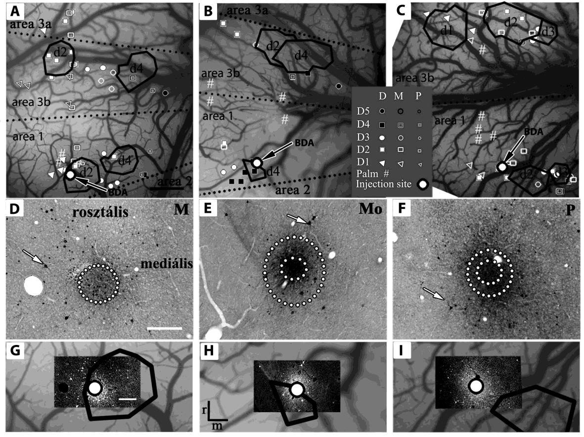 14. ábra. Az elektrofiziológiai és az intrinsic optical imaging (IOS) módszerekkel meghatározott BDA beadás helye és annak mérete a Br1 beadások esetén (M, Mo, P).