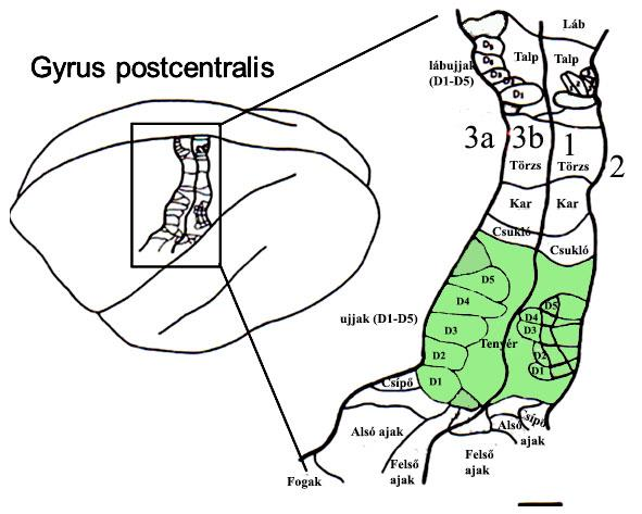 1. ábra. A főemlős postcentralis somatosensoros kérge. Az ellenoldali testfelszín reprezentációja van feltüntetve a Br3b és Br1-ben éji majomban (Aotus trivirgata).