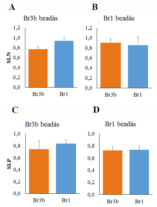 26. ábra. A supragranularis rétegekben jelölődött neuronok (SLN, A-B) és terminális arborizációk (SLP, C-D) aránya Br1-ben és Br3b-ben.