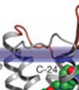 1. ábra A NOP receptor szerkezete e (EC-extracelluláris membránfelszín, IC-intracelluláris