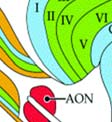 Patkányagy NOP-receptor eloszlását (Darland et al.