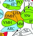colliculus; IGR- intermediate granular layer, olfactory bulb;