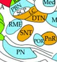 MD-mediodorsal thalamus; ME-median eminence; MV-medial vestibular