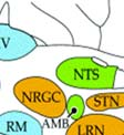 NRGC-nucleus reticularis gigantocellularis; NTS-nucleus tractus