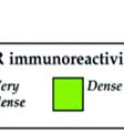 1998) (I-VI-kérgi rétegek; ABL-basolateral amygdaloid nucleus;